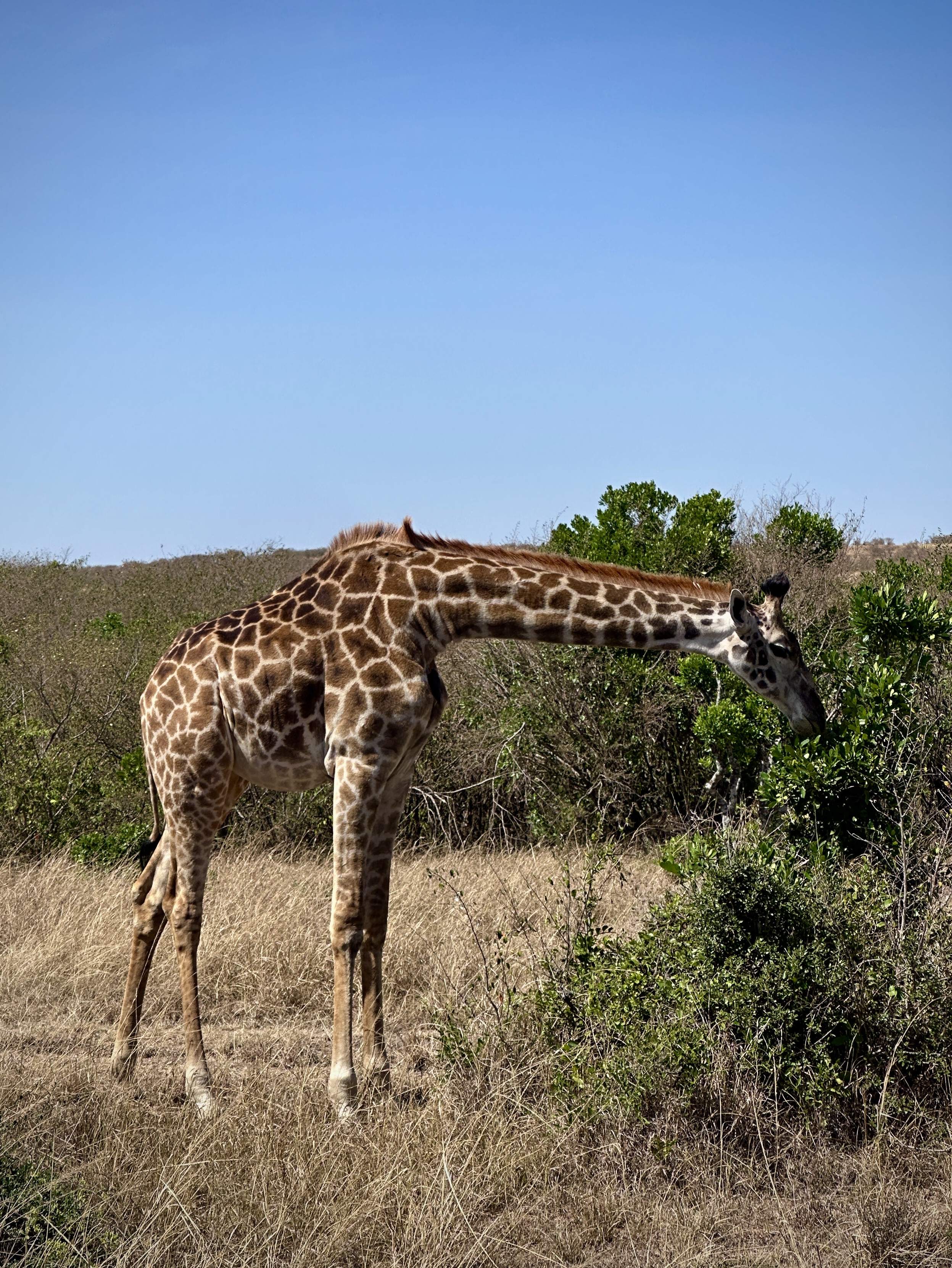Giraffe